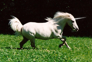 www.unicorn-spirit.ch